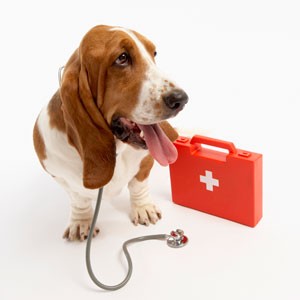 dog with stethoscope and medical bag