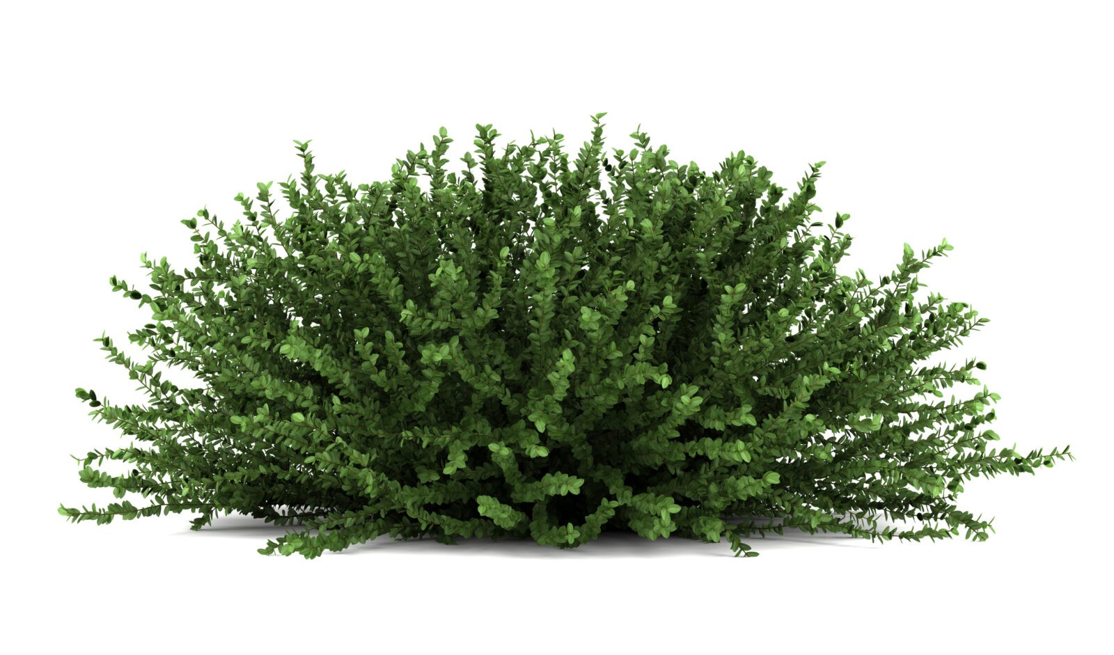 Bush