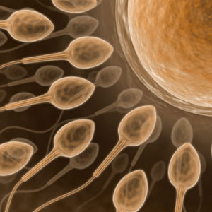 sperm and egg