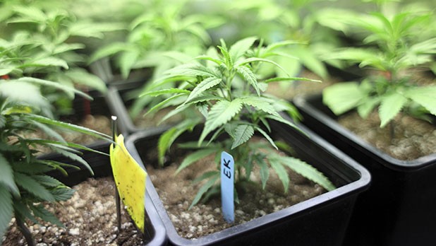 medical marijuana